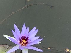 -东莞植物园
