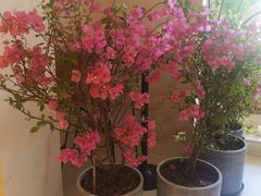 -HUATA 'Holiday Plan 花榻