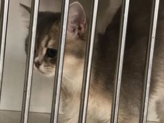 -东方名猫馆·英短金渐层布偶猫舍(环线广场1号楼店)