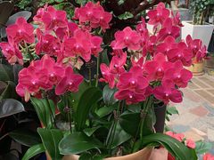 -秦美花卉(天朗·莱茵小城2期店)