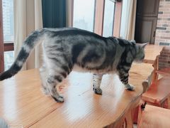 -蓝鲸·缅因猫舍
