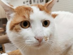 -平行世界·猫咖(首经贸店)