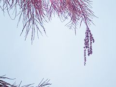 -大莲湖农家乐(青西郊野公园店)