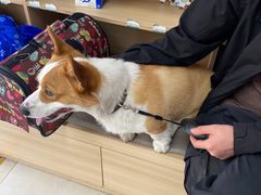 -宠福鑫康馨动物医院·骨科·眼科