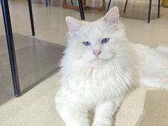 -藏猫猫咖啡主题馆(中央大道店)