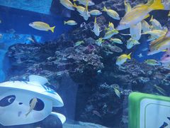 -海合安成都极地海洋公园