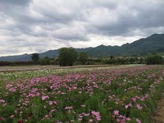 -曲江薰衣草庄园