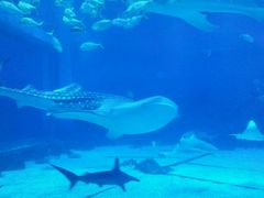-烟台海昌鲸鲨海洋公园