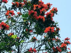 -火炉山森林公园