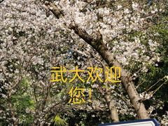 -武汉大学-樱园