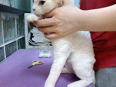 -70cat德文卷毛猫·缅因猫纯种猫舍