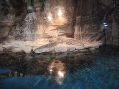 -石家庄海洋公园