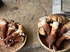 -云南木水花野生菌交易中心