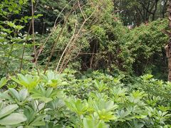 -阳台山森林公园