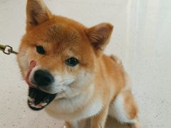 -帕帕拉兹宠物(亚洲旗舰店)