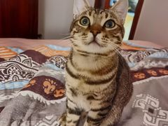 -纳吉亚猫专科动物诊疗中心(蒋宅口分院)