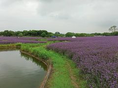 -上海杨姆庄园