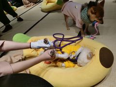 -逗柴咖啡屋·狗咖猫咖宠物桌游