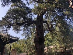 -大觉寺-停车场