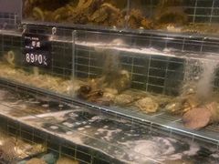 -浩运·海鲜青岛菜·海胆水饺(石老人店)