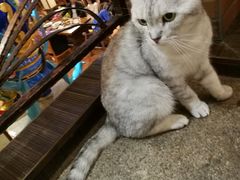 -more than meow吴止猫主题餐厅(承德 中船汇店)