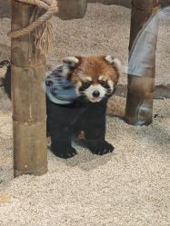 点击看大图 -Zoolung Zoolung动物主题公园(海信广场店)