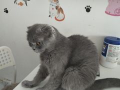 -我爱猫咪·猫咖·狗咖·安哥拉兔·羊驼咖(小寨华旗店)