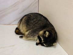 -浣熊柯尔鸭土拨鼠·电玩咖