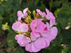 -福田红树林生态公园