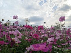 -花开海上生态园