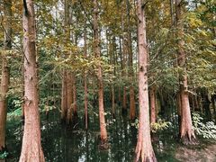 -桤木河湿地公园