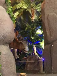 -恐龙探索乐园(磁器口店)