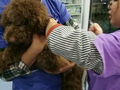 -伟伟宠物医院·CT影像中心·瑞派犬猫综合性门诊(汉口总院)
