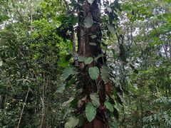 -中国科学院西双版纳热带植物园