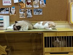 -滚猫咖啡·猫咖·猫友好撸猫(未来城店)