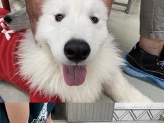 -星多哈·狗咖·拼豆·咖啡