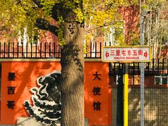 -三里屯东五街银杏大道