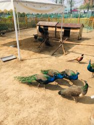 -萌宠亲子动物乐园(槐房万达店)