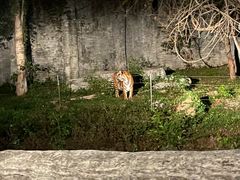 -清迈夜间动物园