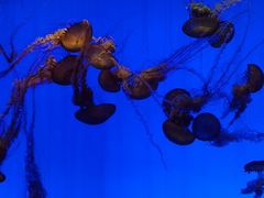 -上海海洋水族馆