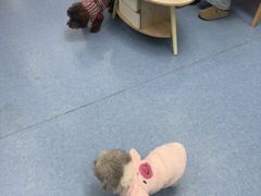 -博特宠物医院24h犬猫全科.骨科·异宠