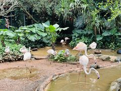 -海南热带野生动植物园