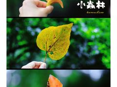 -火炉山森林公园