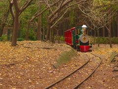 -上海共青森林公园