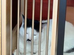-御宝贝·A梦猫科宠物医院(国际猫友好医院)