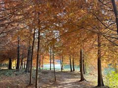 -上海海湾国家森林公园