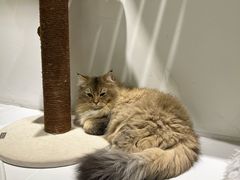 -COLOR PETS 撸猫馆·购猫·猫咖(长风大悦城店)