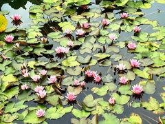 -国家植物园南园