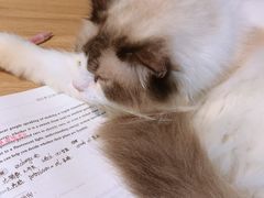 -李小姐の猫咖啡馆(五角场店)