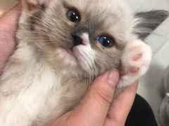 -lincat·猫舍(广州店)